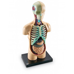Anatomický model lidského těla
