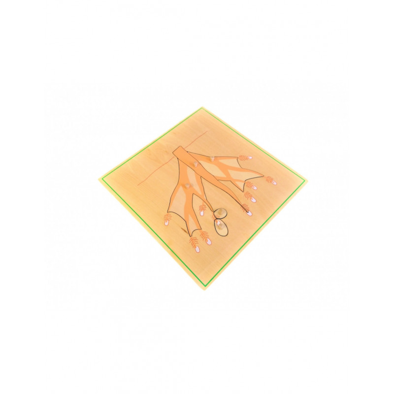 Puzzle kořen