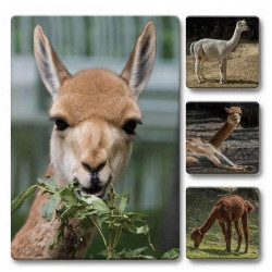 Loto-trio Zvířata v ZOO 1 – dětské vzdělávací hry