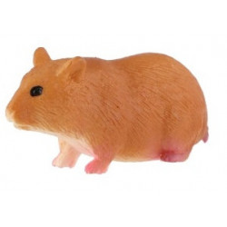 Morče domácí 6cm