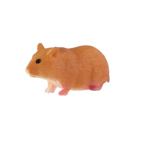 Morče domácí 6cm