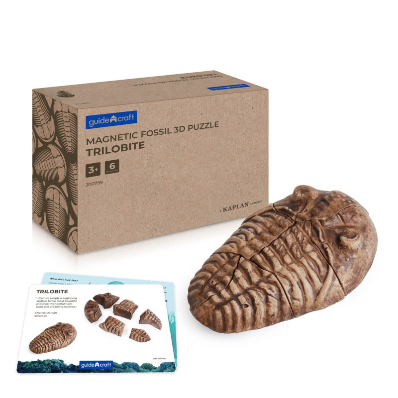Fosílie - Trilobit Fosílie - Trilobit
