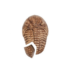 Fosílie - Trilobit