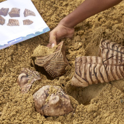 Fosílie - Trilobit